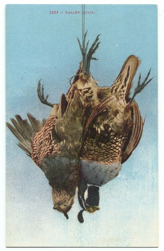Valley Quail - Bird Fowl Old Postcard