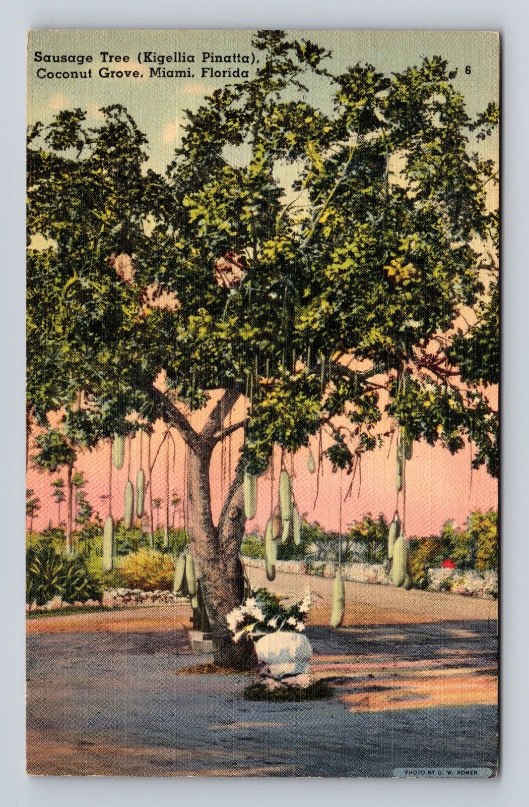 Miami FL-Florida, Sausage Tree, Coconut Grove, Antique, Vintage Postcard