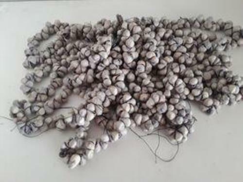 Big Bundle of Puka shells