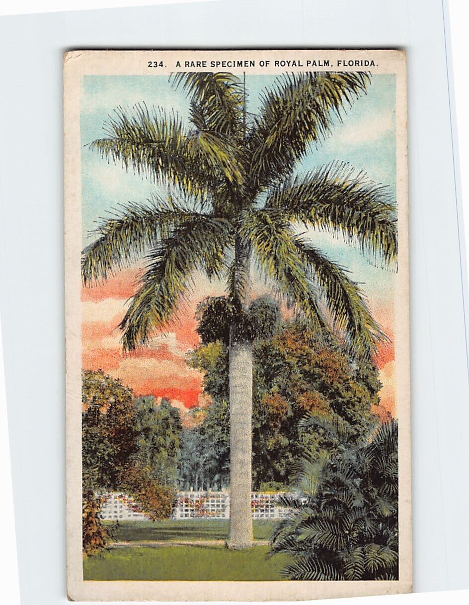 Postcard A Rare Specimen of Royal Palm Florida USA