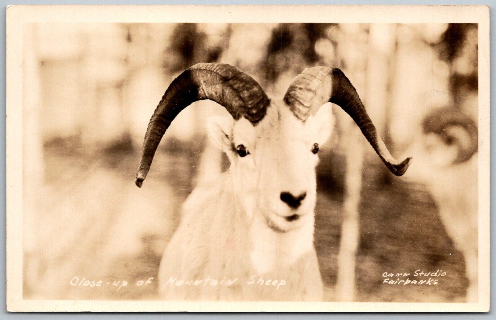 Mountain Sheep 1930s RPPC Real Photo Postcard Cann Studio Fairbanks Alaska