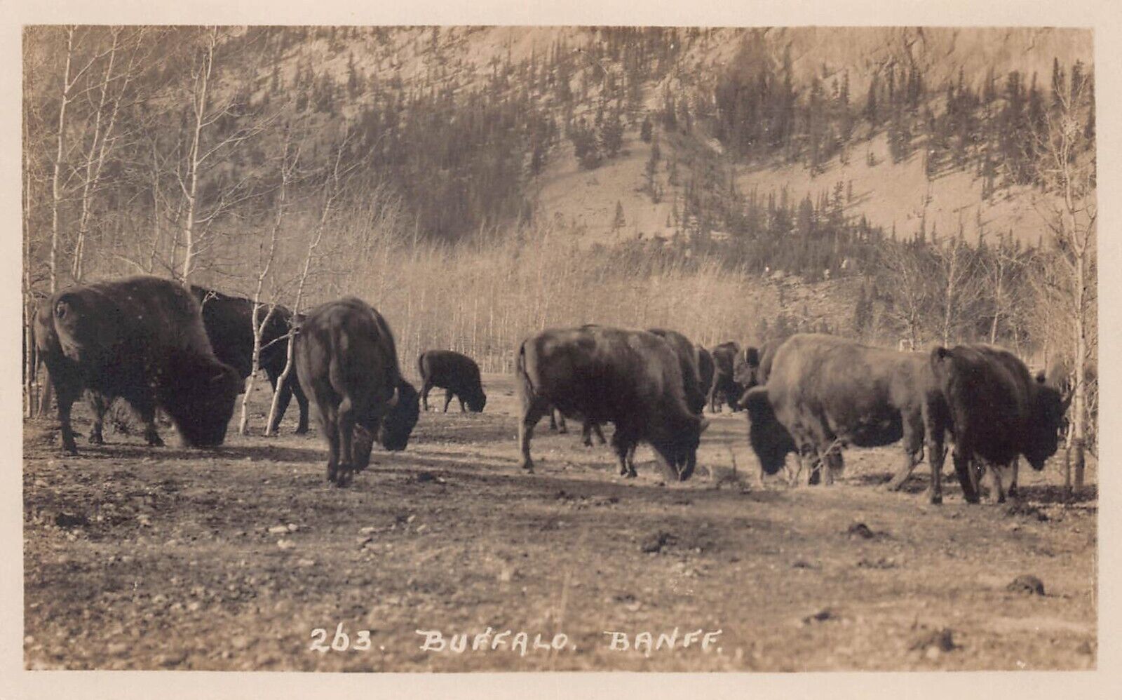 RPPC Buffalo Bison Banff National Park Canada Byron Harmon Photo Postcard C37