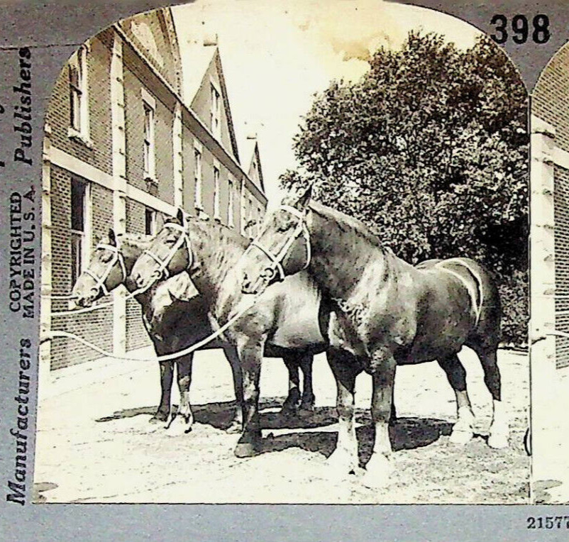 1916 World Champion Belgian Draft Horse Photograph Keystone Stereoview Card