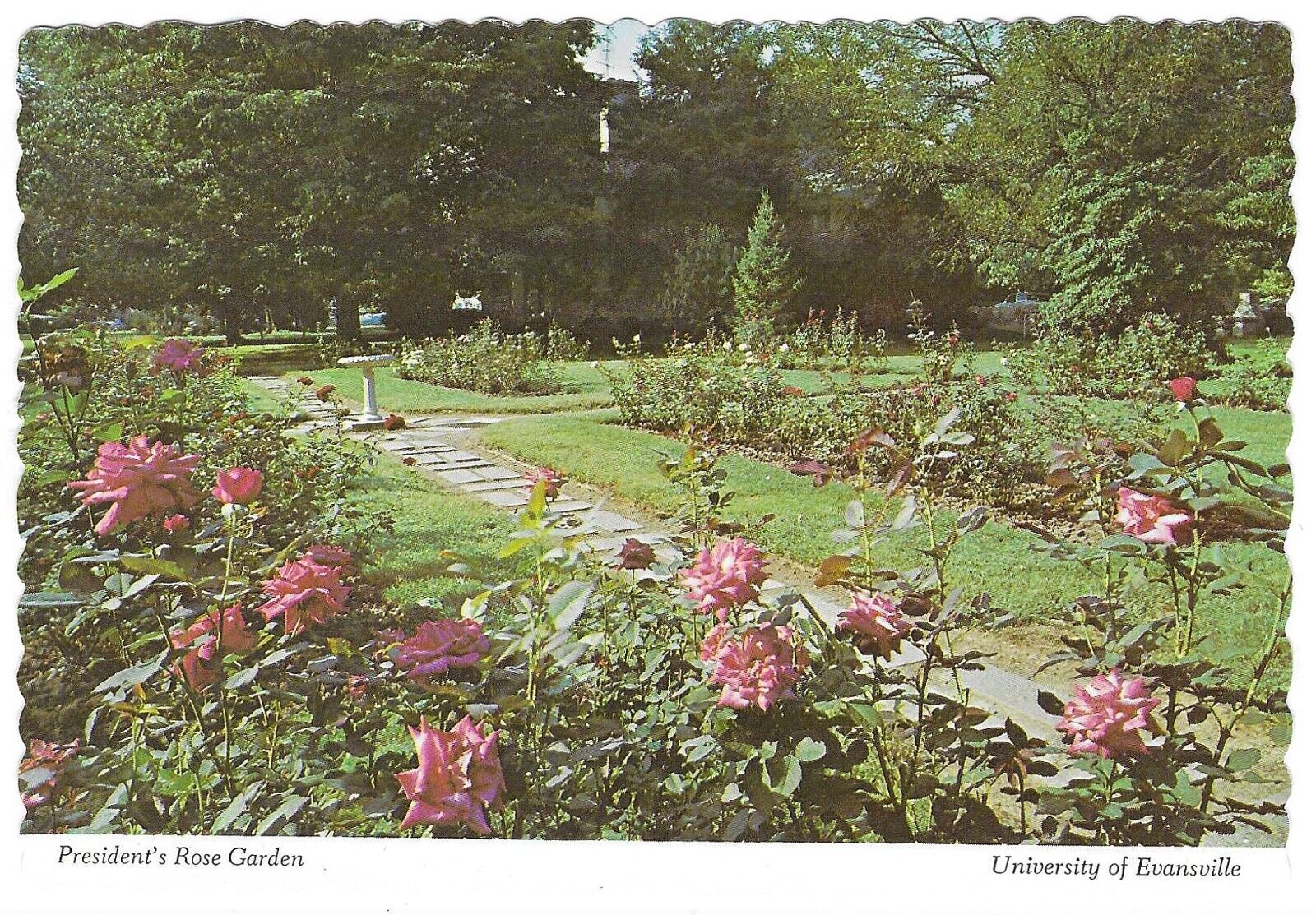 Vintage Indiana Chrome Postcard President\'s Rose Garden University Evansville