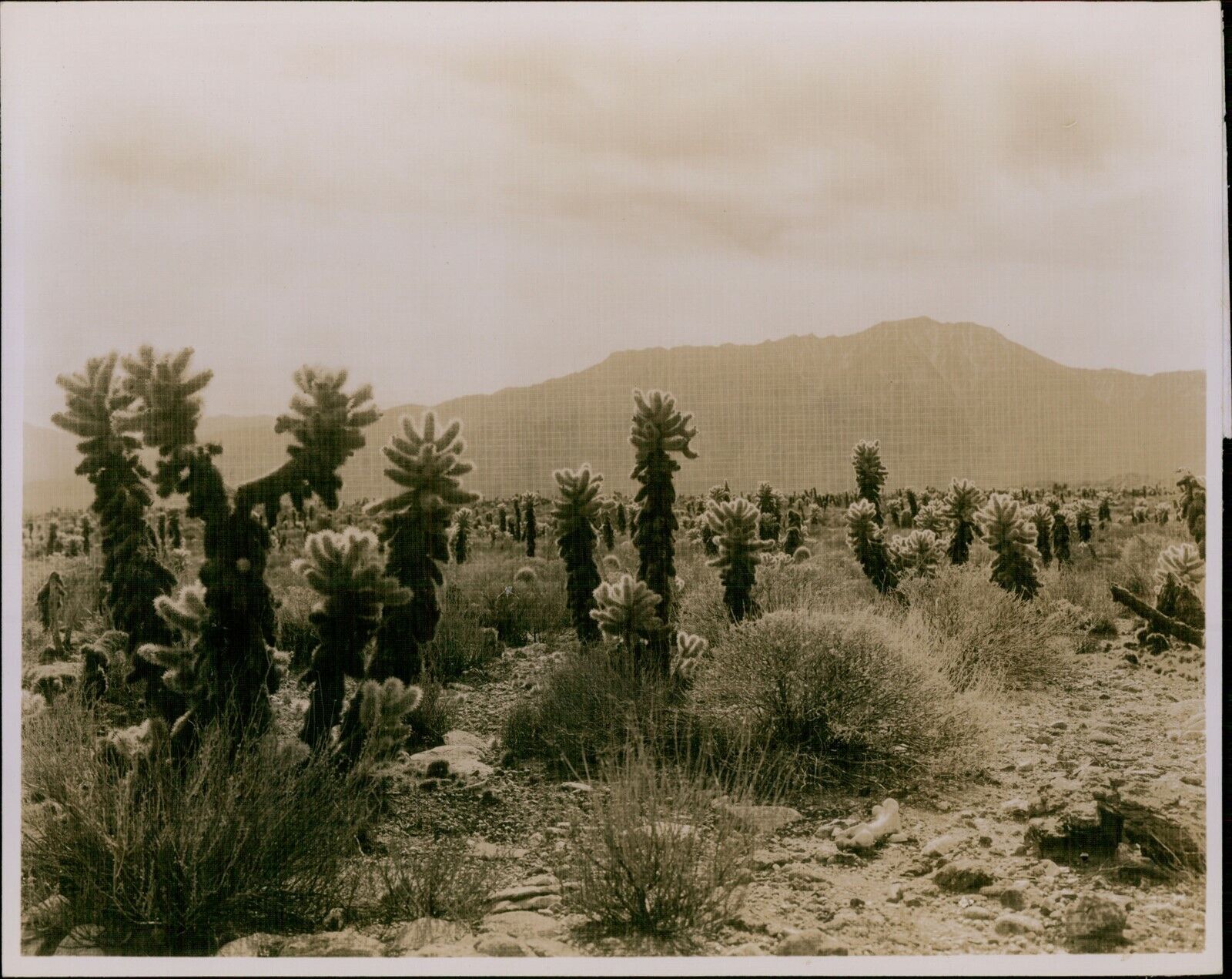 GA43 Original Photo CHOLLA CACTUS Furry Desert Plant Southwestern Landscape