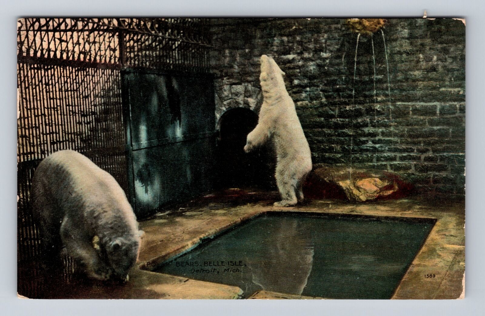 Detroit MI-Michigan, Polar Bears, Belle Isle, Antique, Vintage Souvenir Postcard