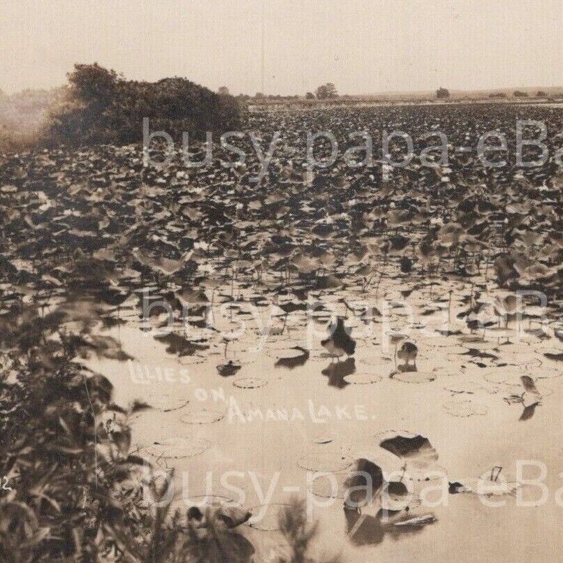 Vintage 1900s RPPC Lilies Growing Field Water Amana Colonies Iowa Postcard