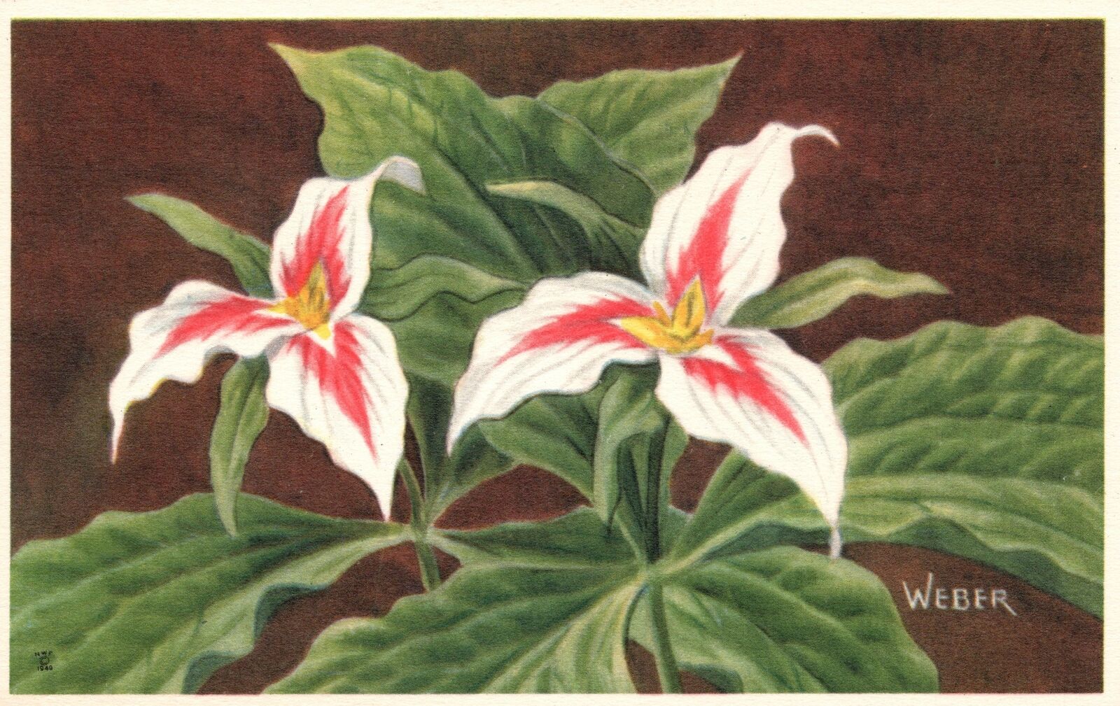 Postcard Painted Trillum (Trillium Undulatum) Painted Wake-Robin Wildflower