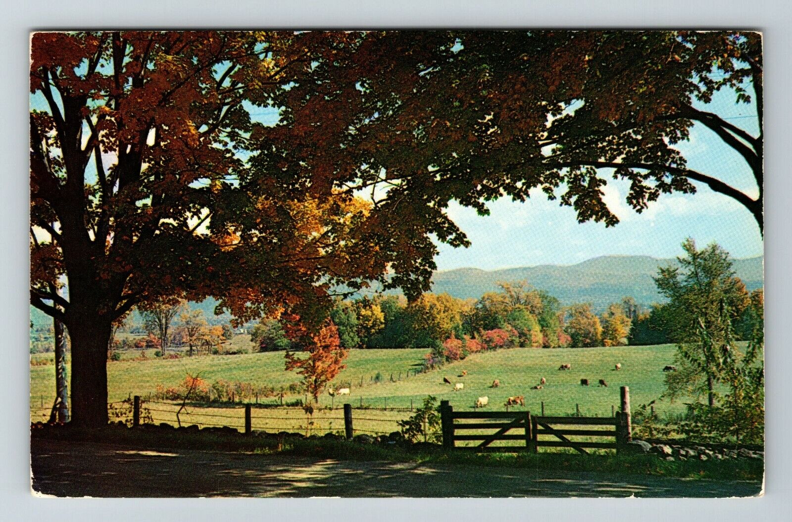 Cattle Grazing In Foliage Pasture New England  Vintage Souvenir Postcard