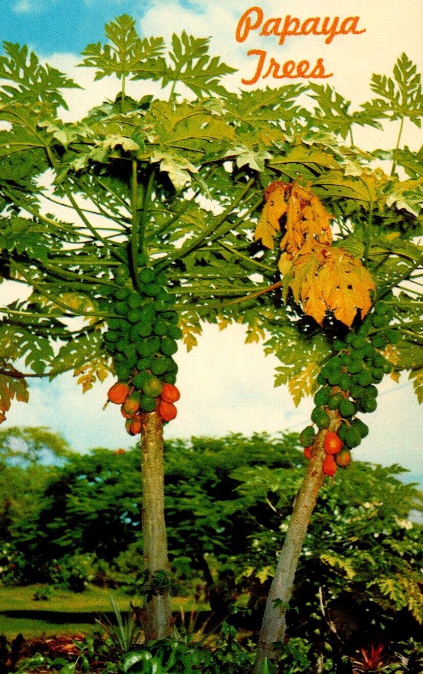 HI-Hawaii Papaya Trees Tropical Fruits Vintage Postcard