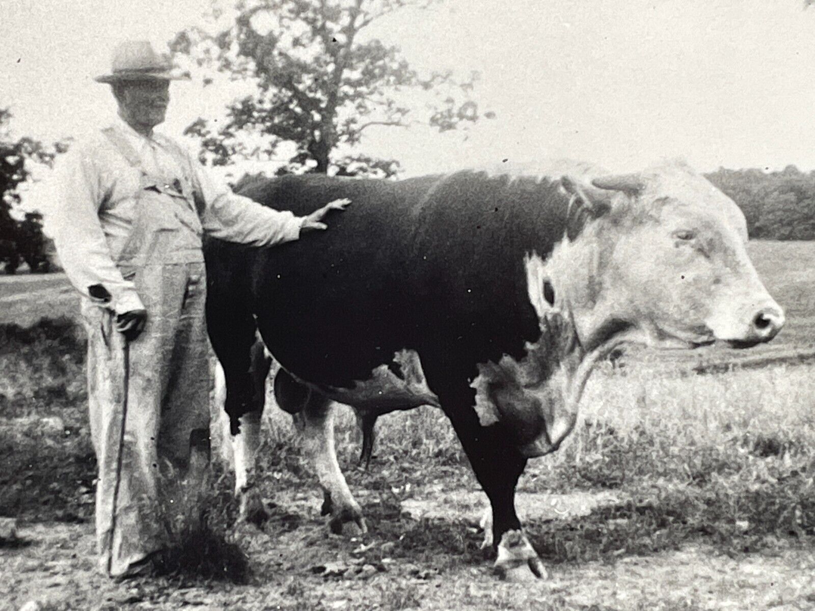 XD Photograph Old Fat Farmer With Cane Pets Large Cow Heifer Overalls 1940-50s