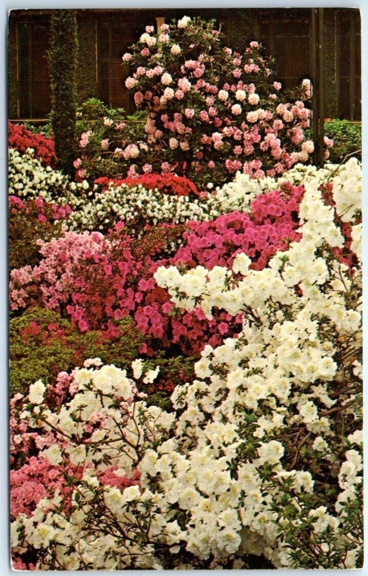 Azaleas & Rhododendrons - Azalea House - Longwood Gardens, Kennett Square, PA