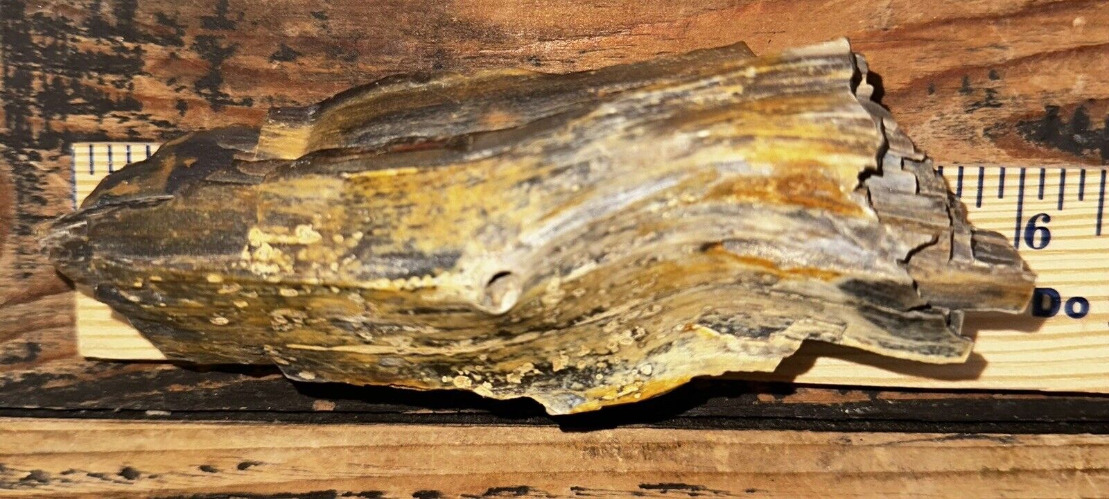 Petrified Wood Curvy Branch Unique 240 Grams Very Colorful