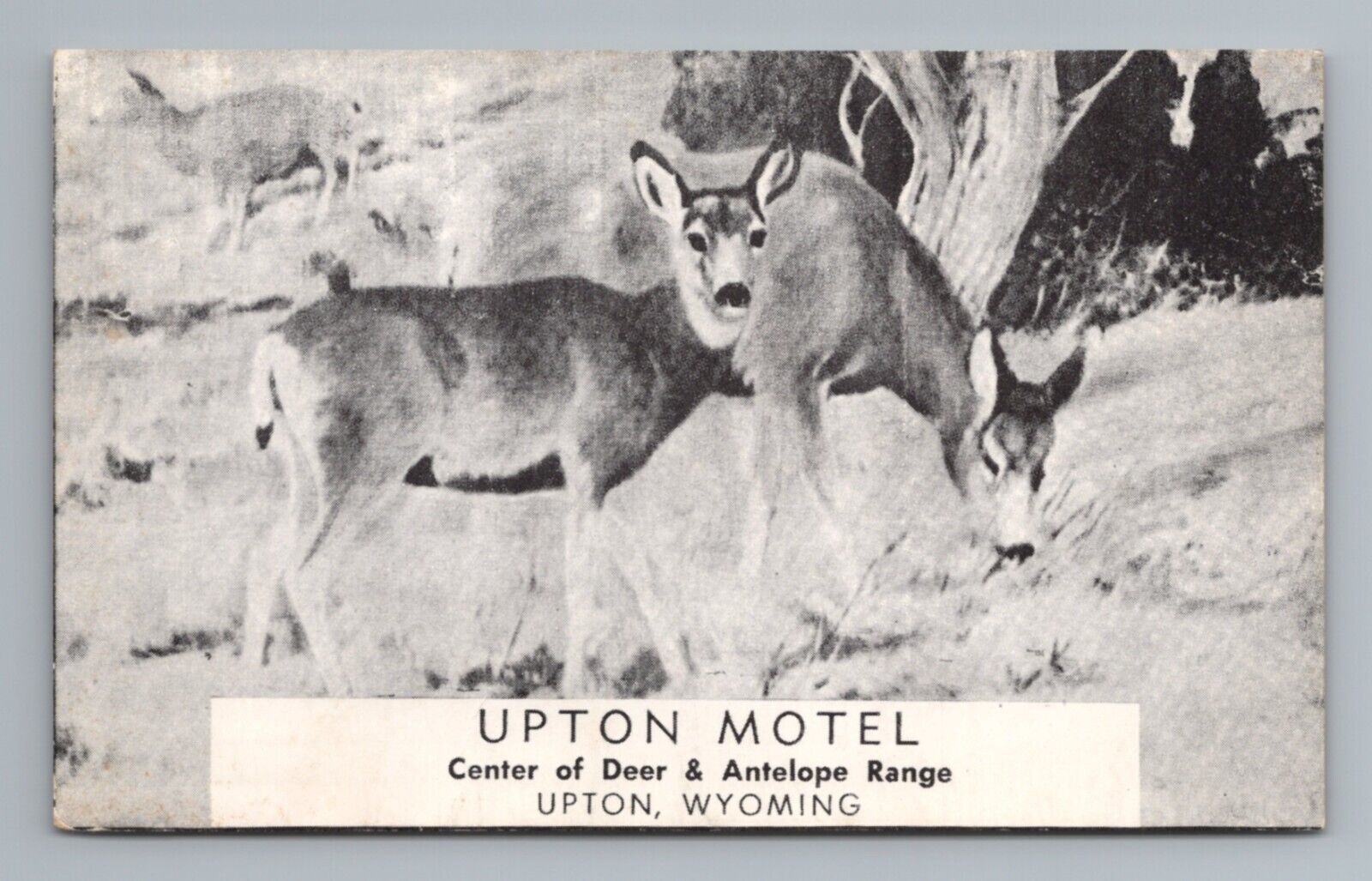 Upton Motel Deer Wyoming Postcard