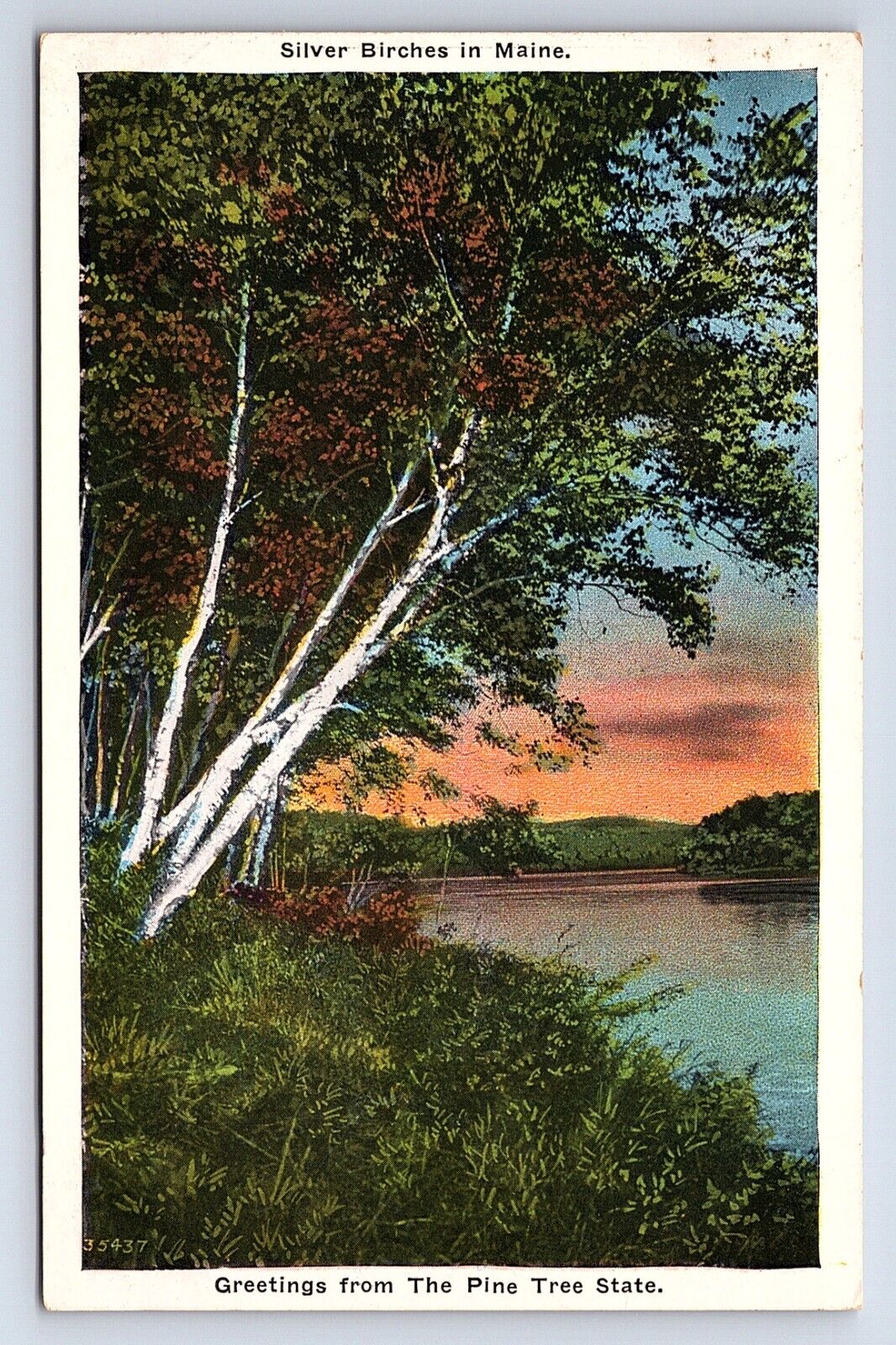 Postcard Greetings from the Pine Tree State, Silver Birch Trees in Maine ME