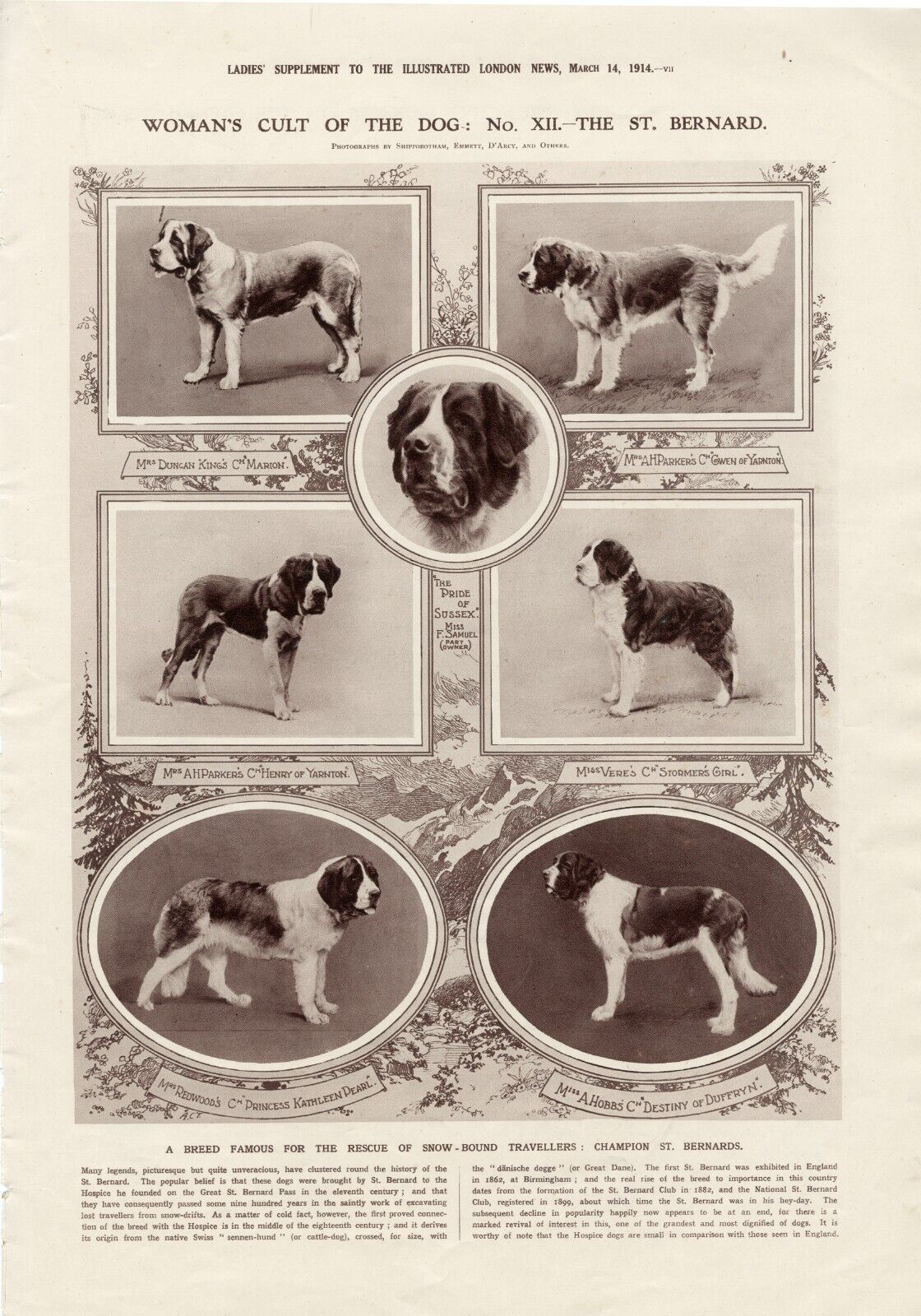 Womans Cult of The Dog Saint Bernard Dogs Antique 1913 London News Dog Print b14