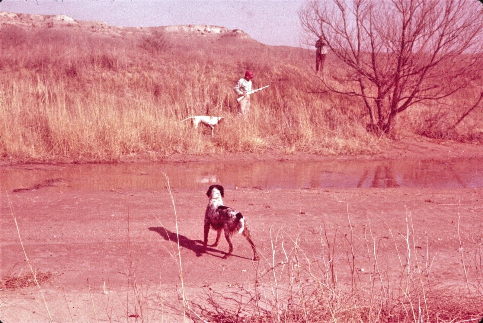 1959 Red Hue Men Hunting with Dogs Pointing Texas February Vintage 35mm Slide