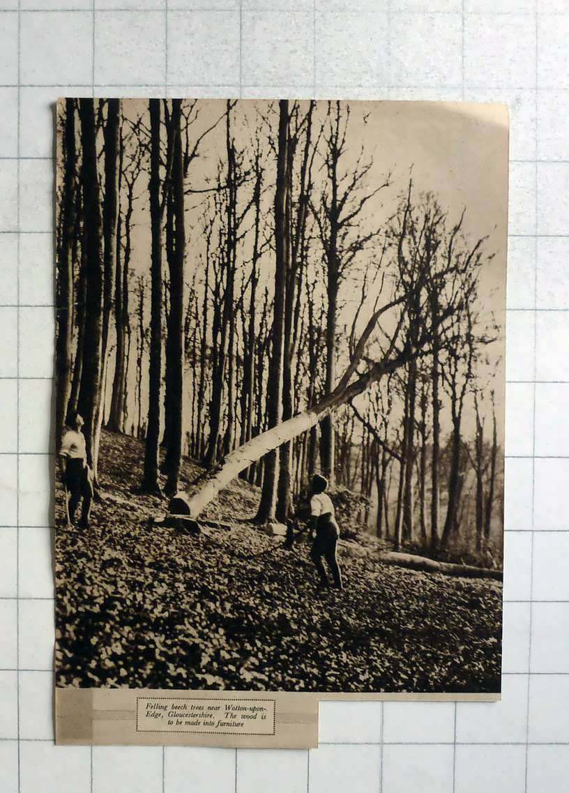 1936 Felling Beech Trees Near Wotton On Edge Gloucs For Furniture