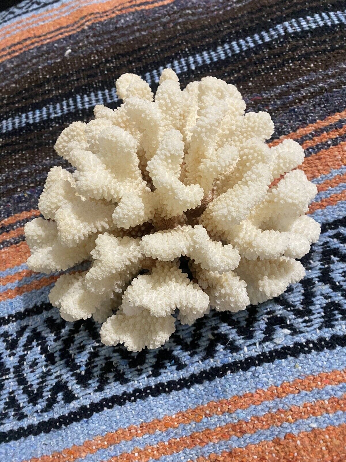 Large Natural Cauliflower Coral Sea White Coral  Beautiful Piece Vintage  ✨nice✨