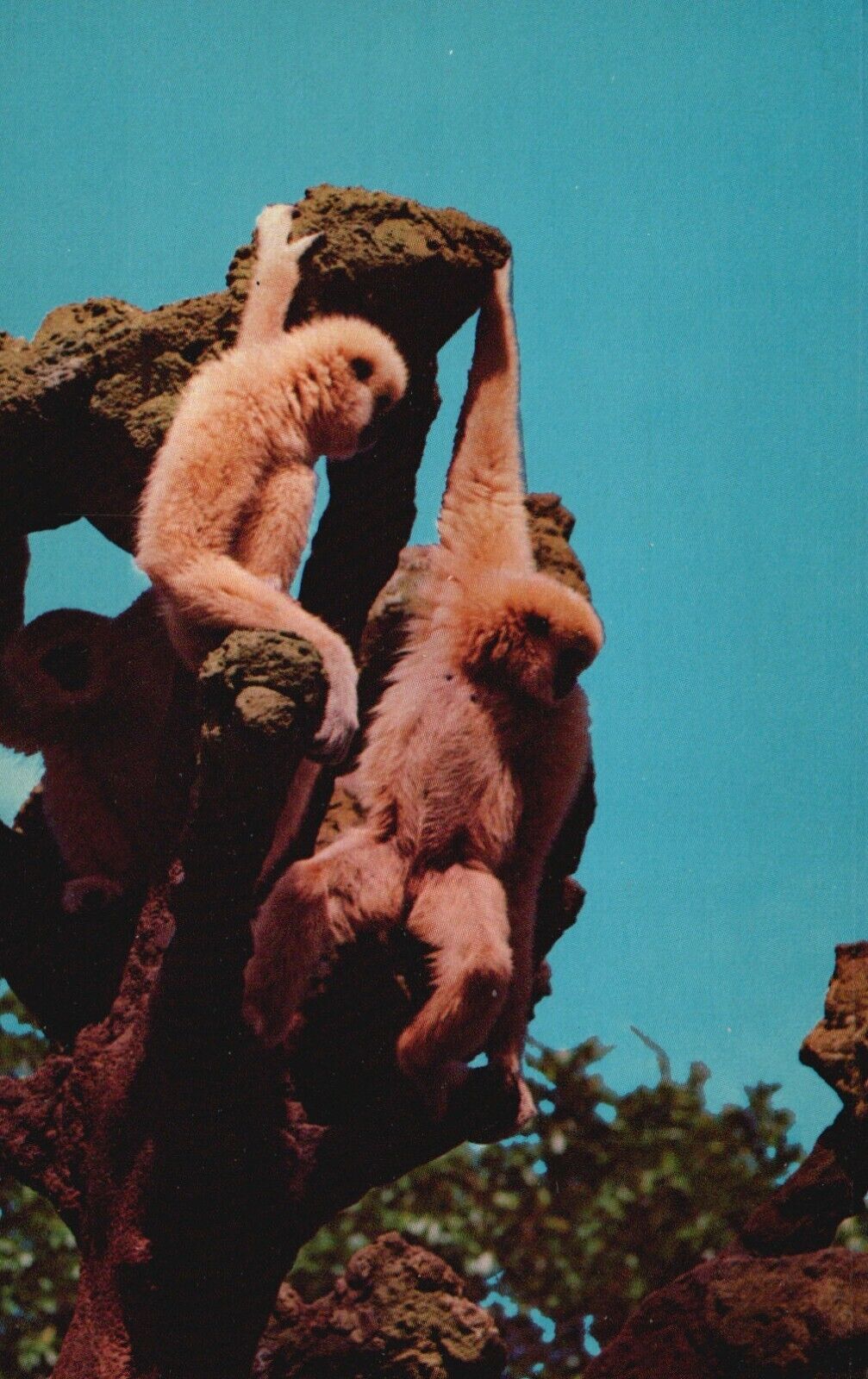 Postcard FL South of Miami Monkey Jungle Gibbon Apes Chrome Vintage PC e1968