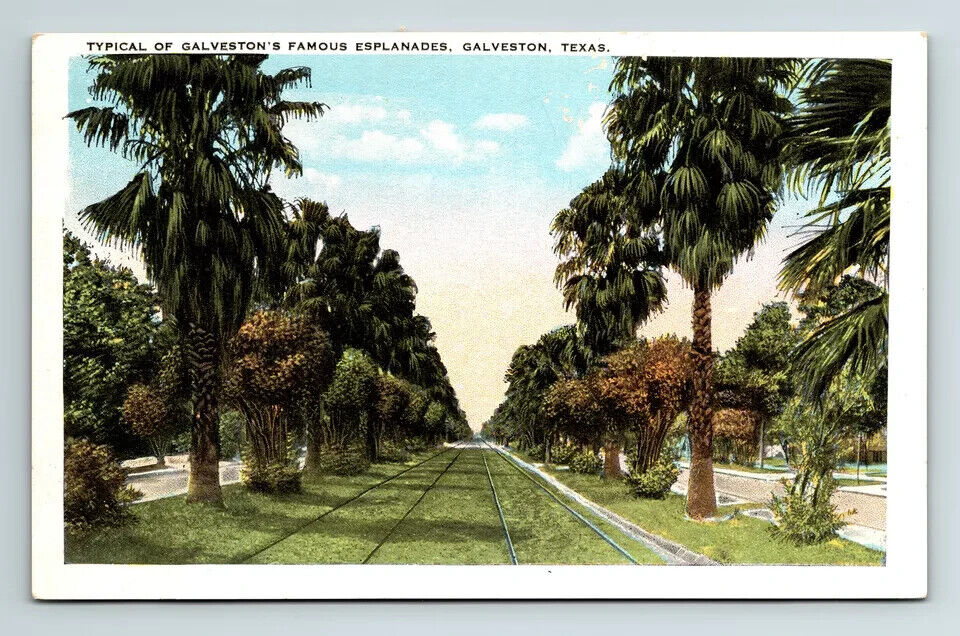 c1930s WB Postcard Galveston TX Palm Tree Esplanades Street