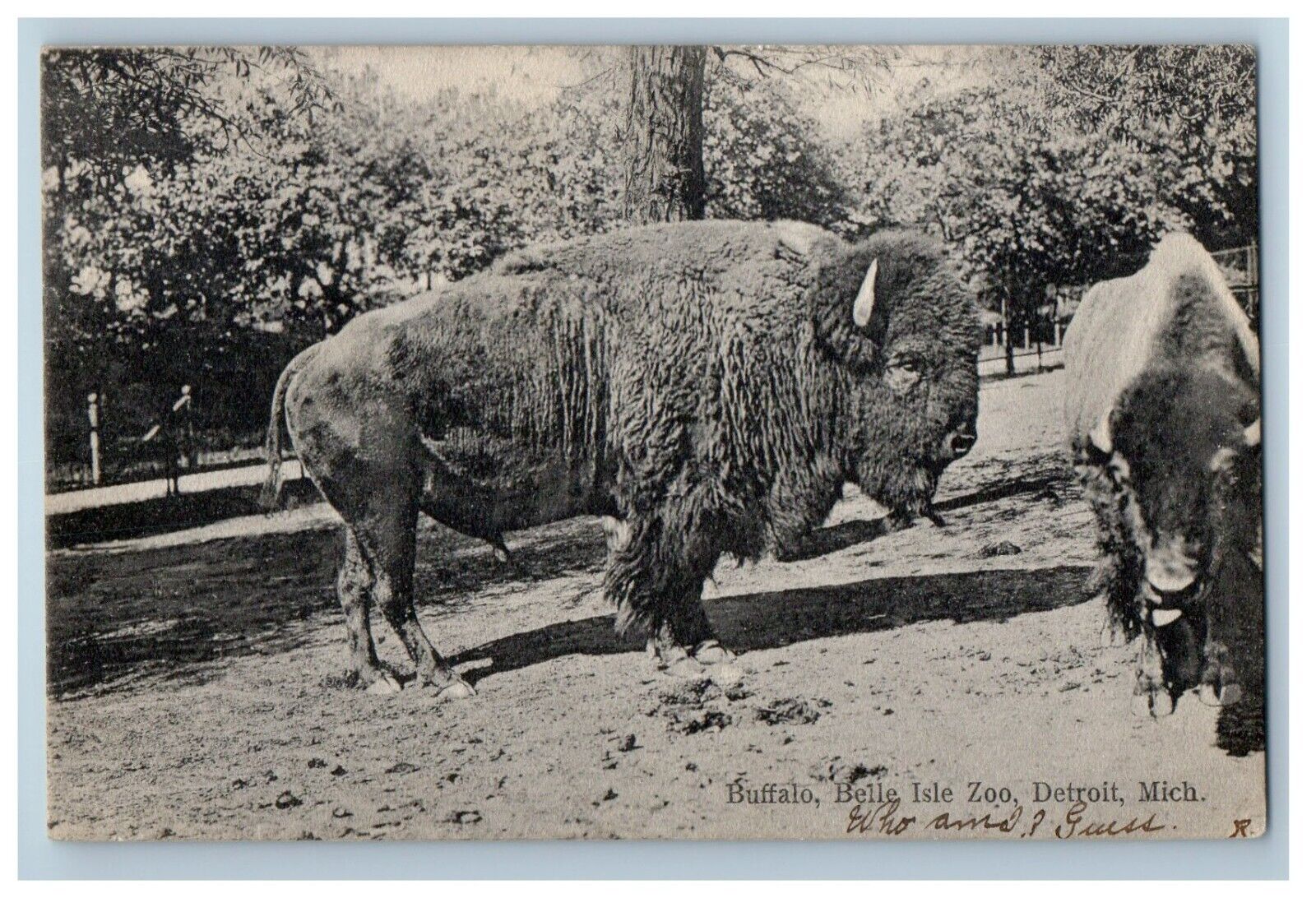 1907 Buffalo Belle Isle Zoo Detroit Michigan MI Posted Antique Postcard