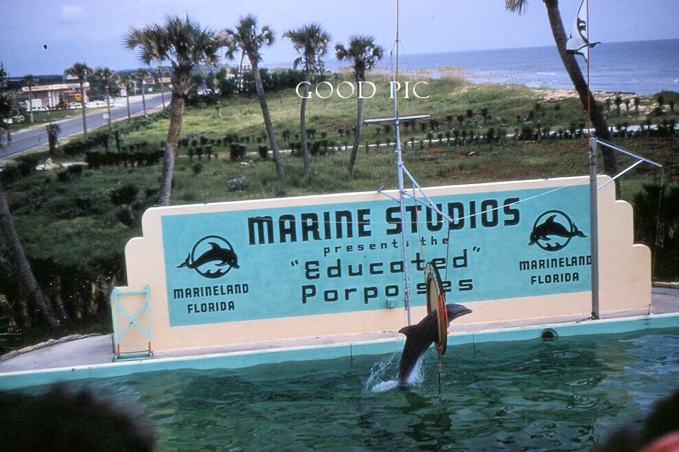 #WE6- a Vintage 35mm Slide Photo- Marine Studios- Dolphin - Red Kodachrome 1950s