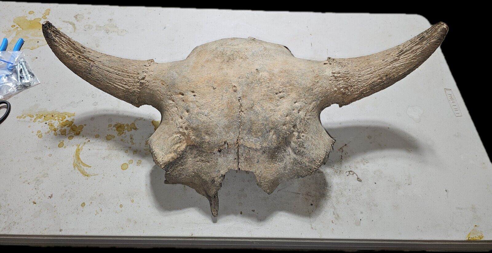 Large Prehistoric BISON Occidentalis (Buffalo) Skull As Seen In My Blog.