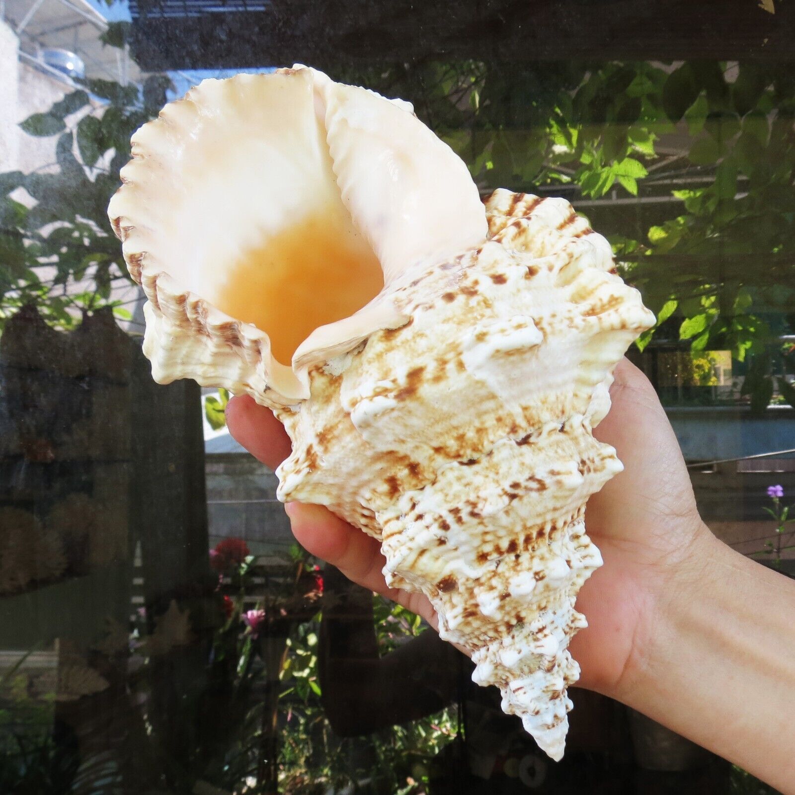 Large Natural SeaShell, Tutufa bubo Seashell, Lovely Big Sea Shell For Decor