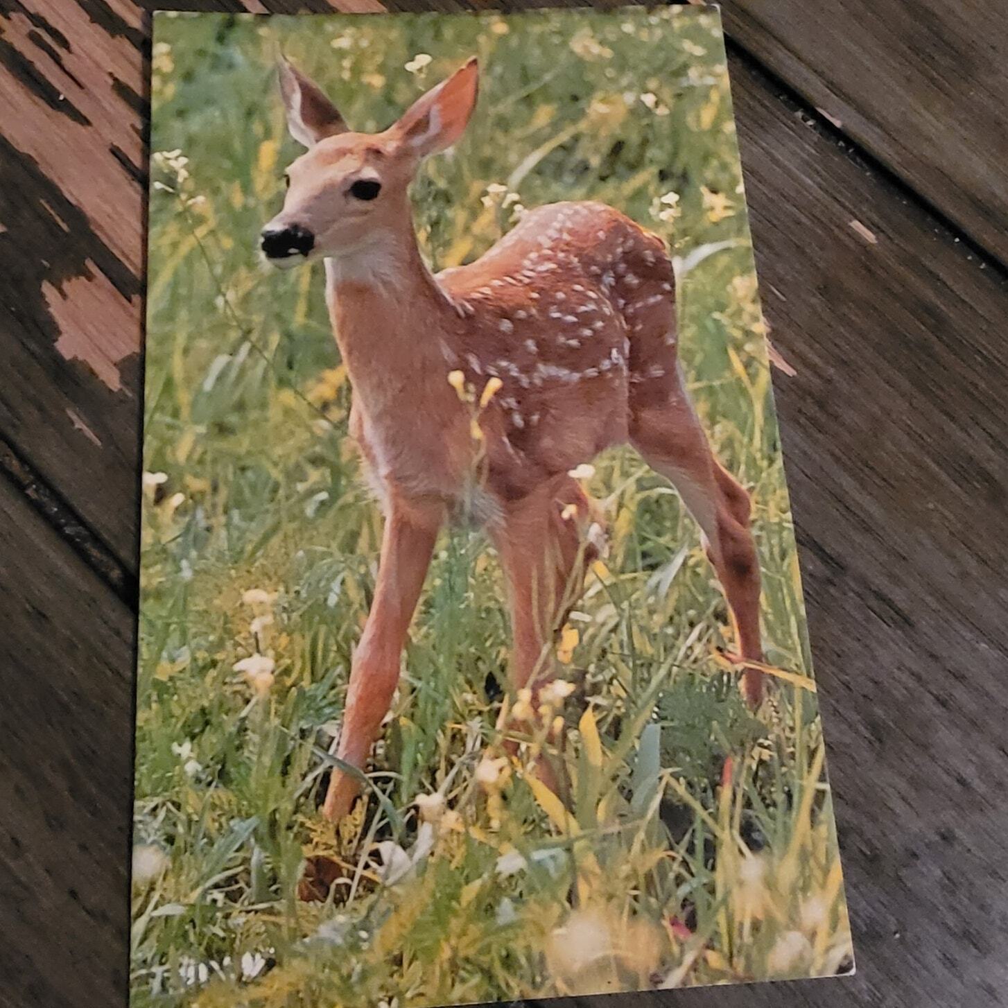 White Tailed Deer Fawn Nature Press Vintage Chrome Postcard
