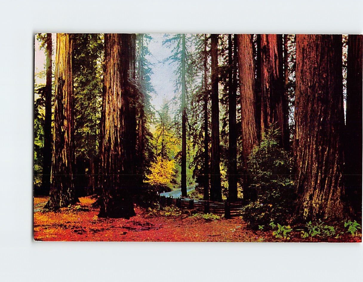 Postcard Fall Leaves in the Redwoods California USA