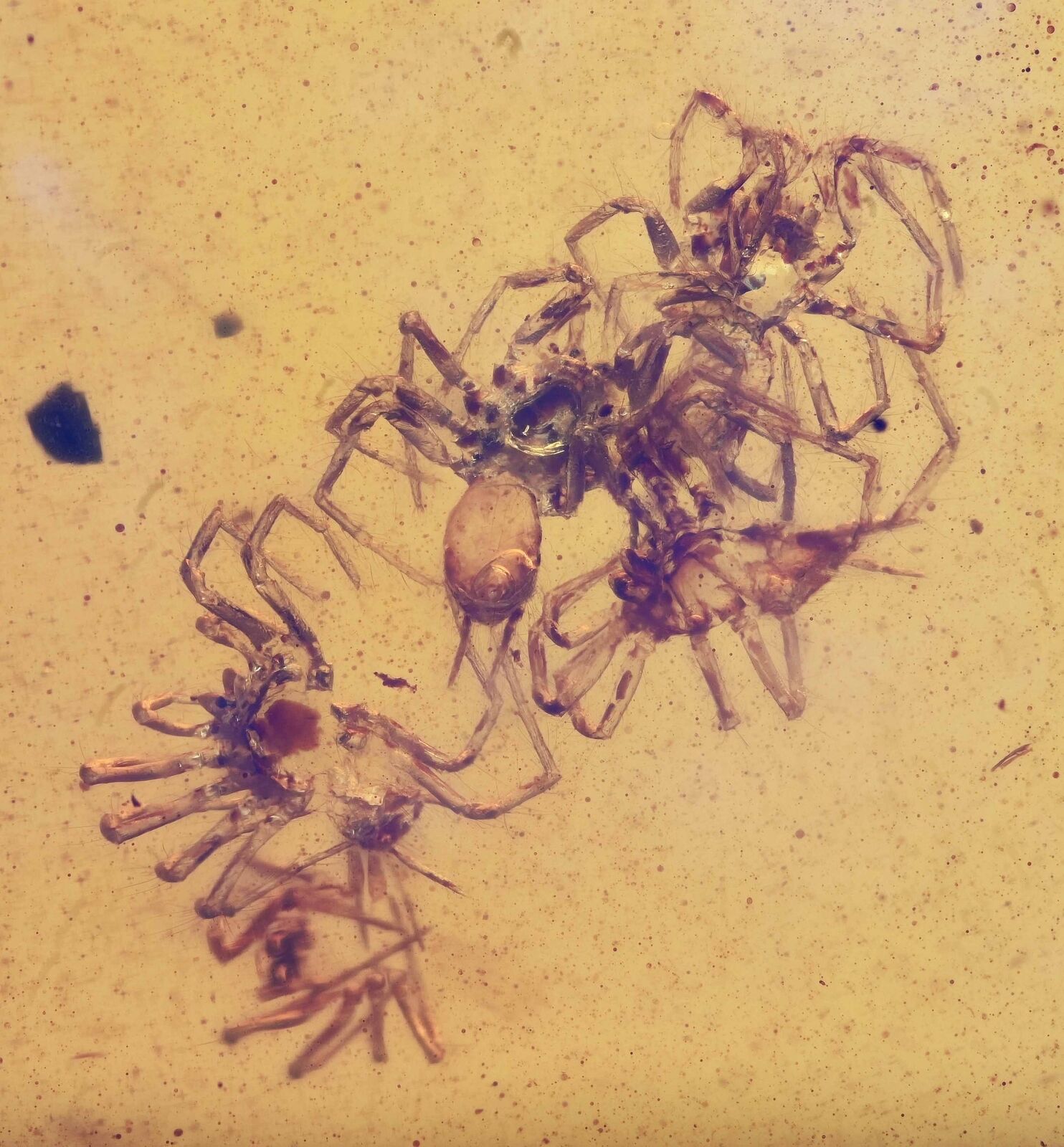 RARE Swarm of Spiderlings, Fossil Inclusion in Burmese Amber