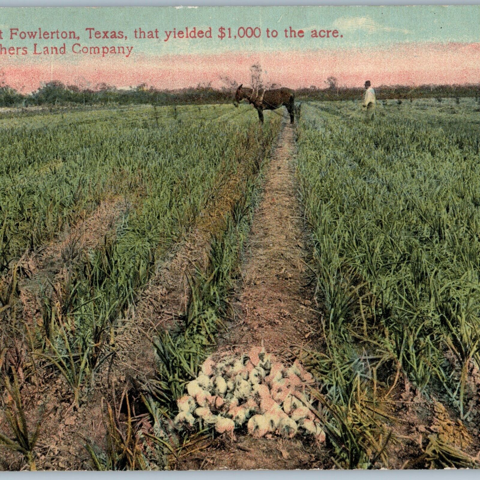 c1910s Fowlerton, TX Onion Farm Field Fowler Brothers Land Co $1000 Profit A190