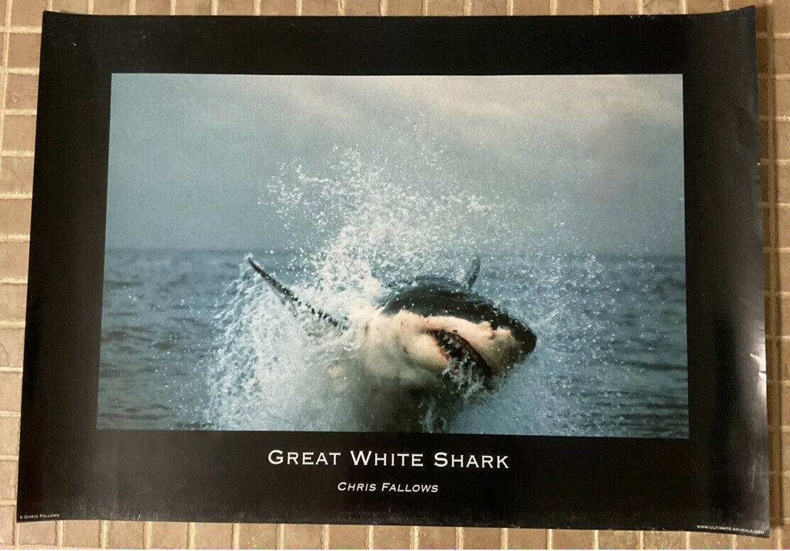 GREAT WHITE SHARK POSTER 23 X 33