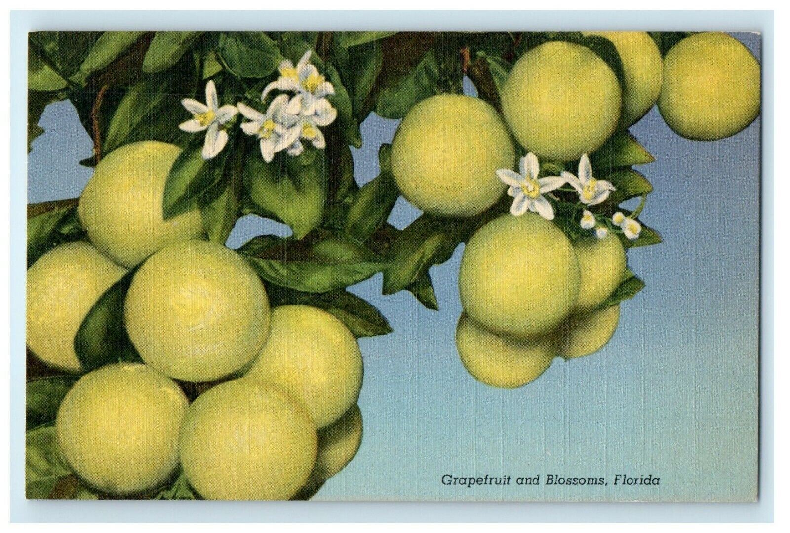c940\'s Grapefruit And Blossom Tree Nature Florida FL Unposted Vintage Postcard