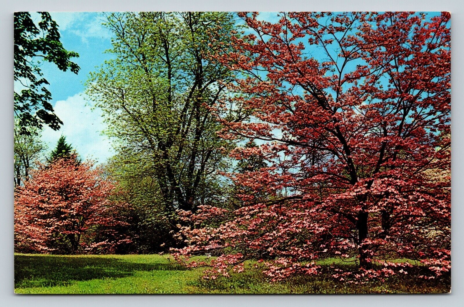 Dogwood Trees In Bloom VINTAGE Postcard