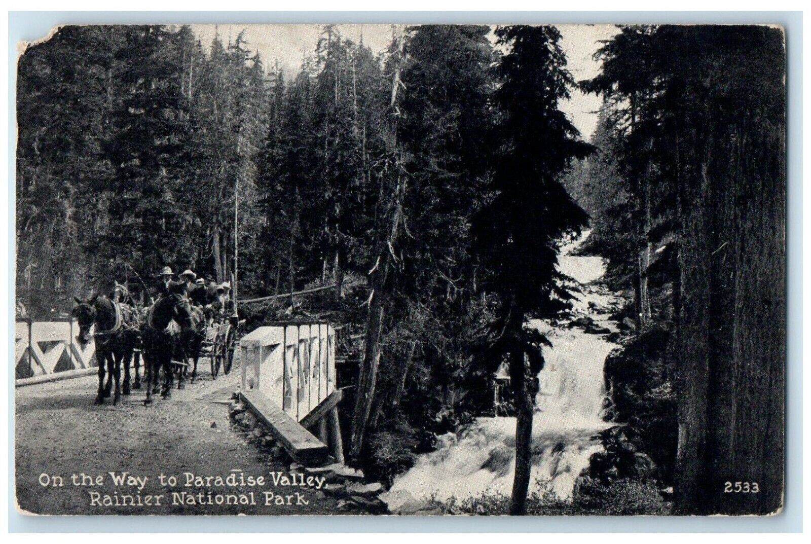 1921 On The Way Paradise Valley Rainier National Park Trees Washington Postcard