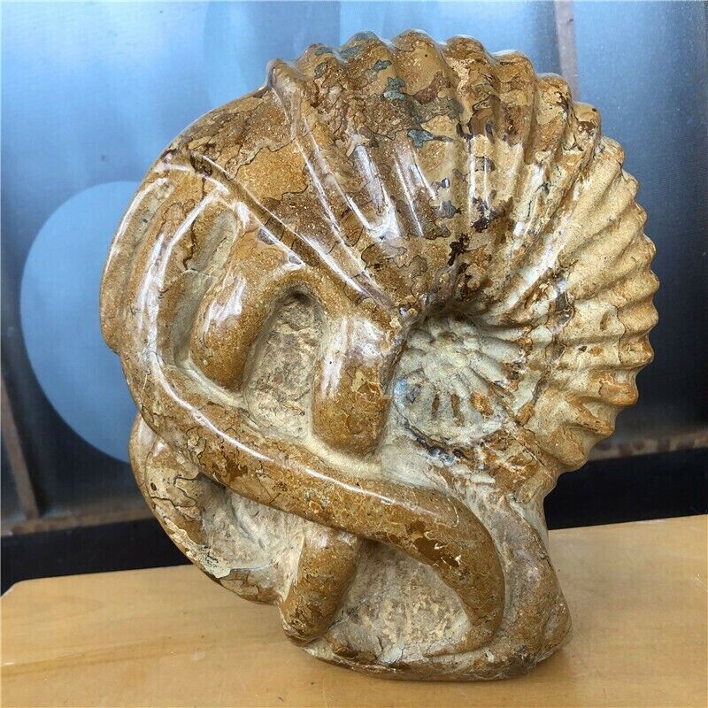 17 lb Rare large multi - tentacle conch fossils Specimen #A2