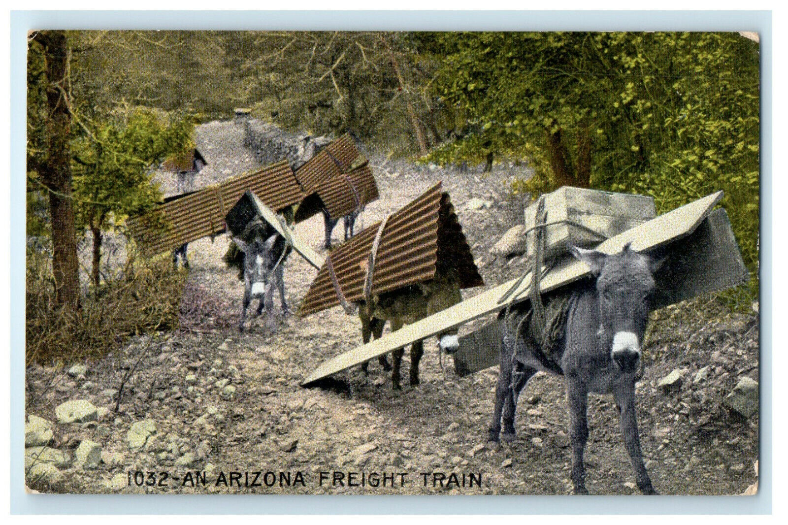 c1910s Burros Carrying Wood and Roof, An Arizona Freight Train Postcard