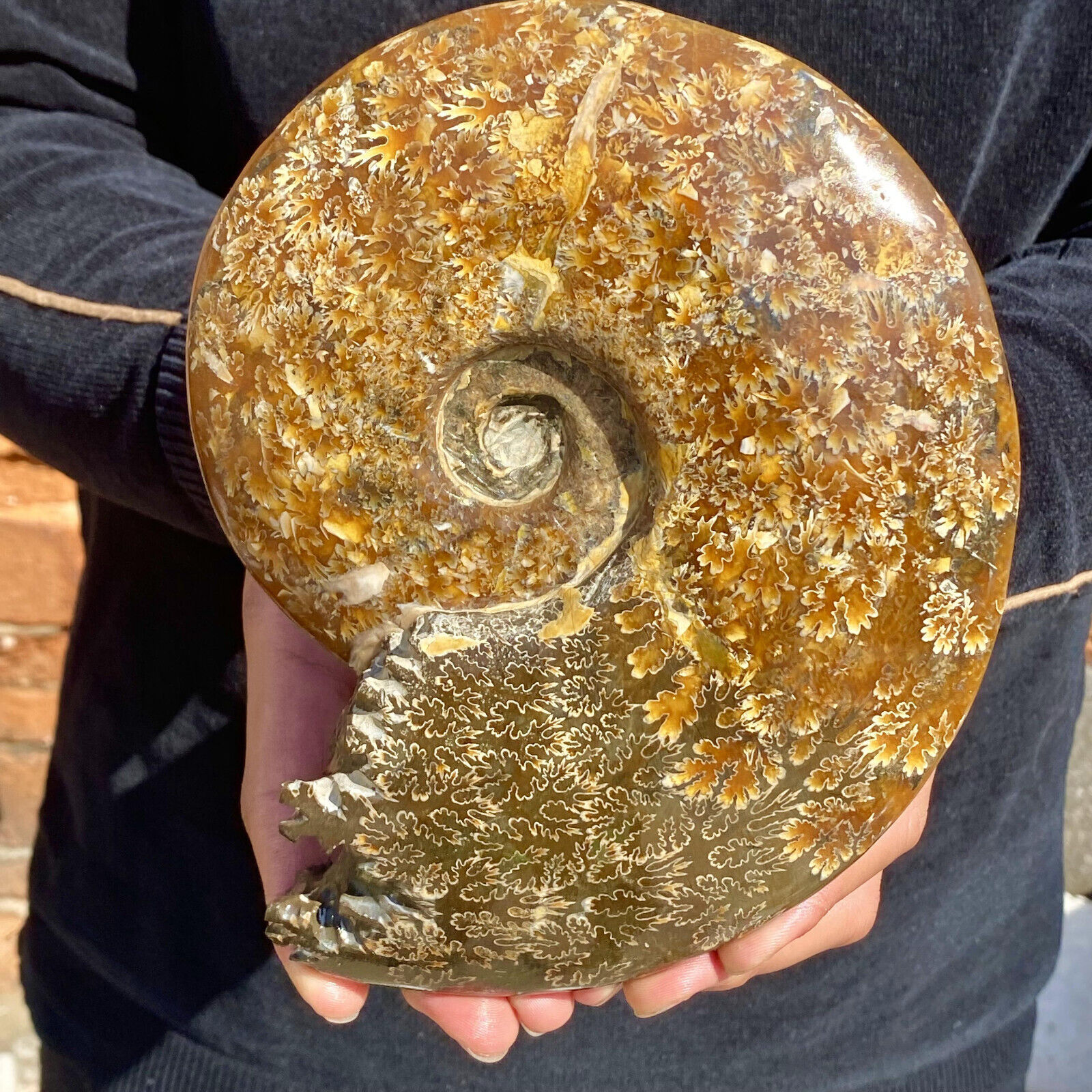 3.37LB Natural Fossil Snail Agate Fancy Cabochon Gemstones