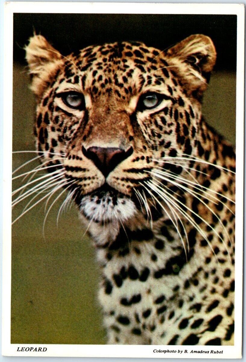 Postcard - Leopard (Panthera pardus)