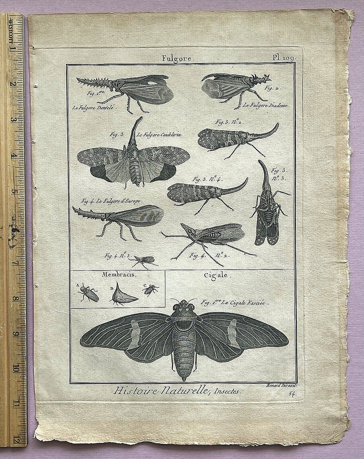 RARE 1751 ANTIQUE Martinet-Diderot LANTERNFLIES/CICADA - LOTS of CHARACTER PL109