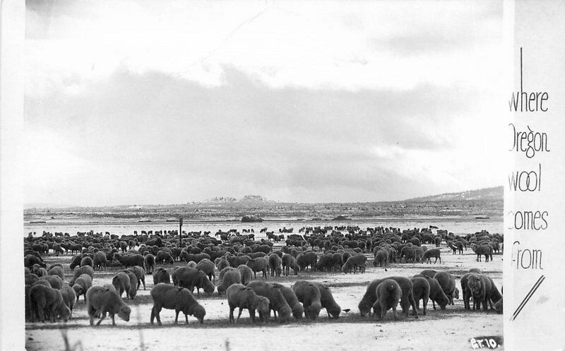 Agriculture 1940s Sheep Ranching Oregon RPPC real photo postcard 1466