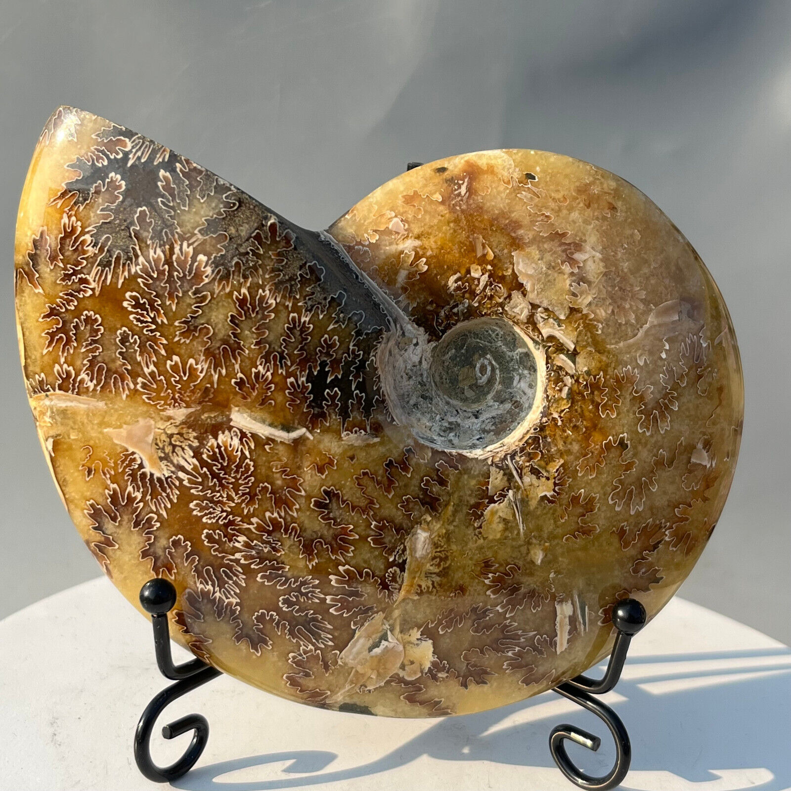 487g Natural conch Ammonite specimens of Madagascar  AD14