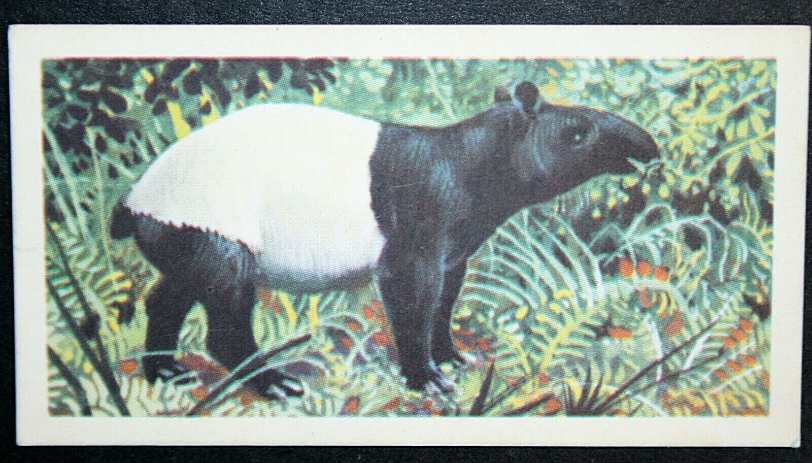 MALAYAN TAPIR  Vintage Wildlife Card  CD21M