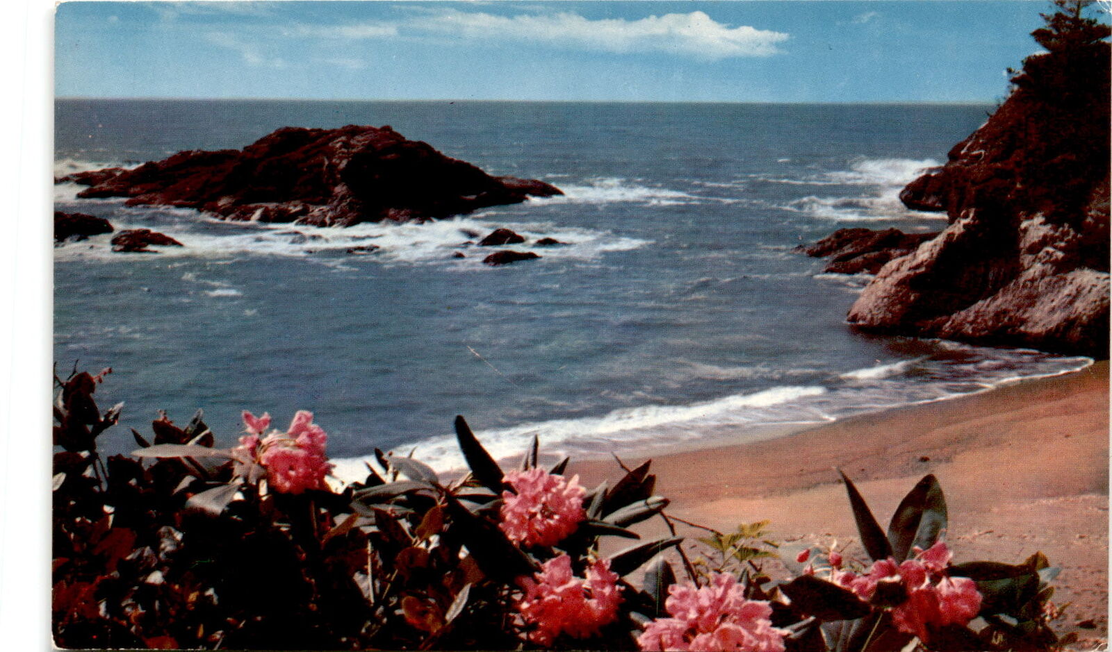 scenic art Washington coast rhododendrons Blue Pacific Surf natural Postcard