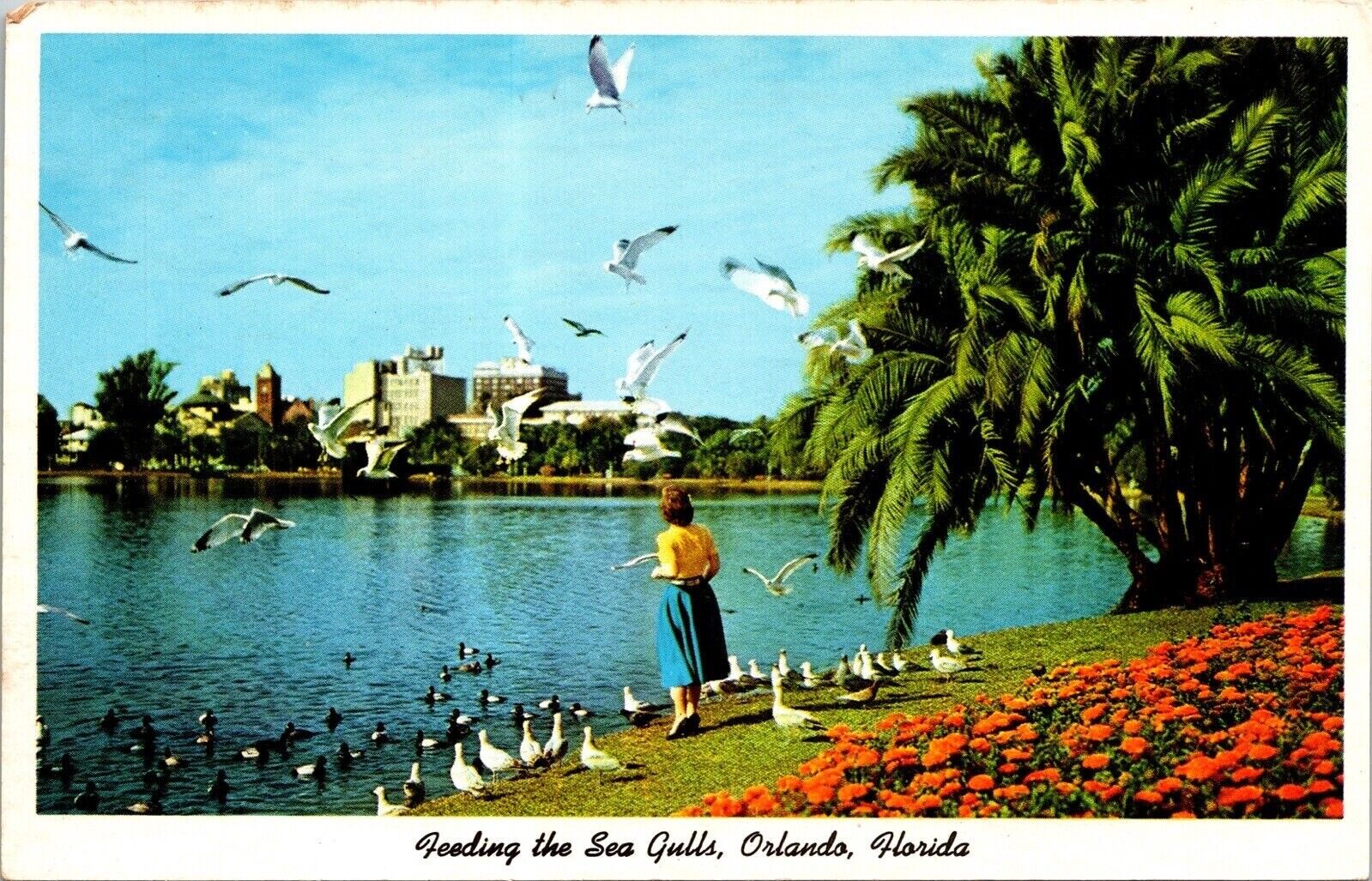 Feeding Sea Gulls Orlando Florida Fl City Bity Beautiful Vintage Unp Postcard