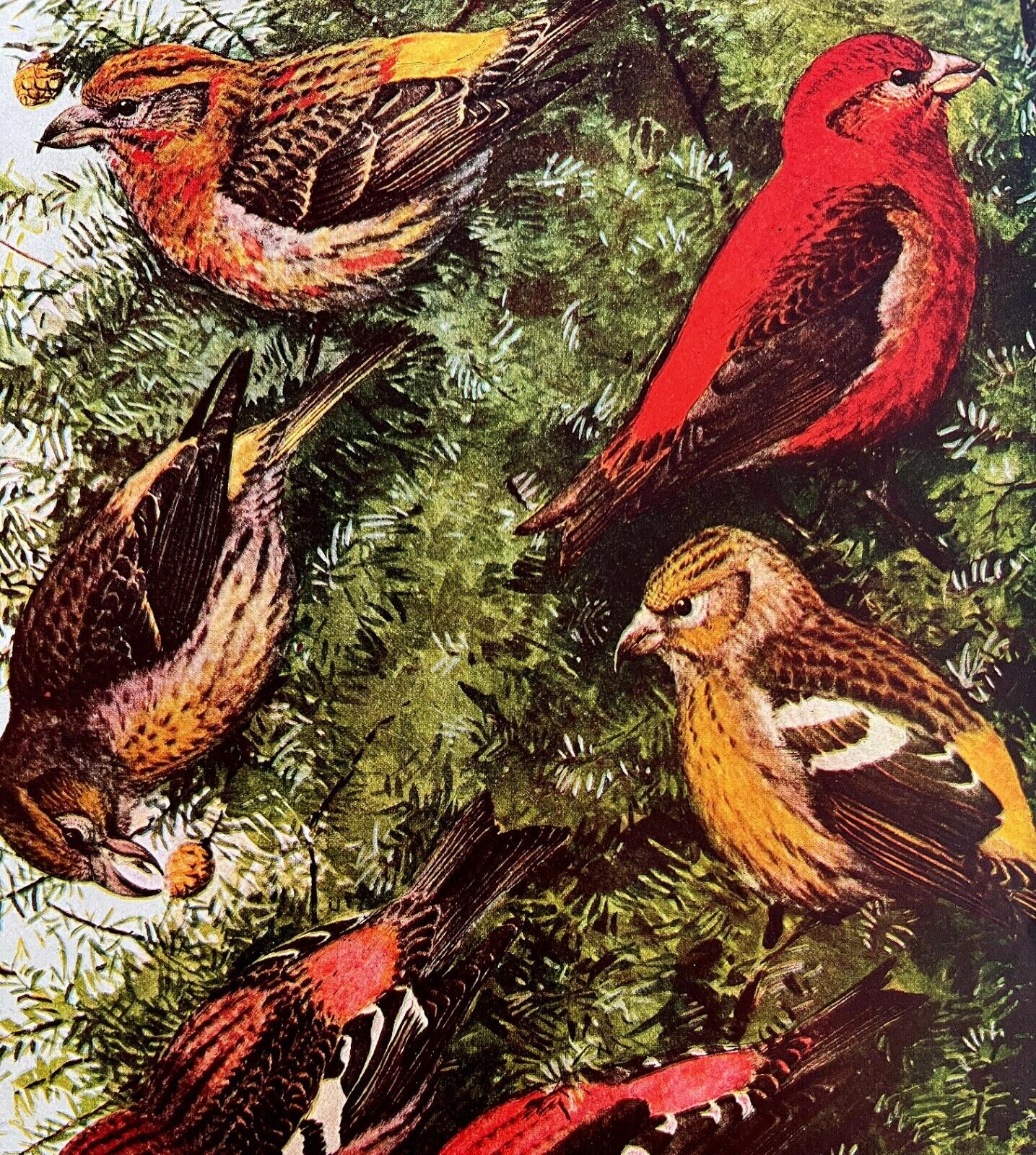 Crossbill Varieties Finches 1936 Bird Art Lithograph Color Plate Print DWU12A