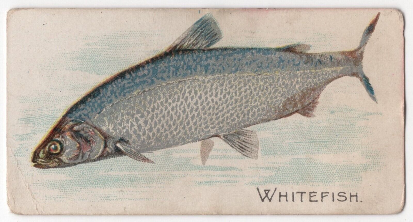 1920s Whitefish Card E32 Philadelphia Caramels Like Allen & Ginter N8 Tobacco