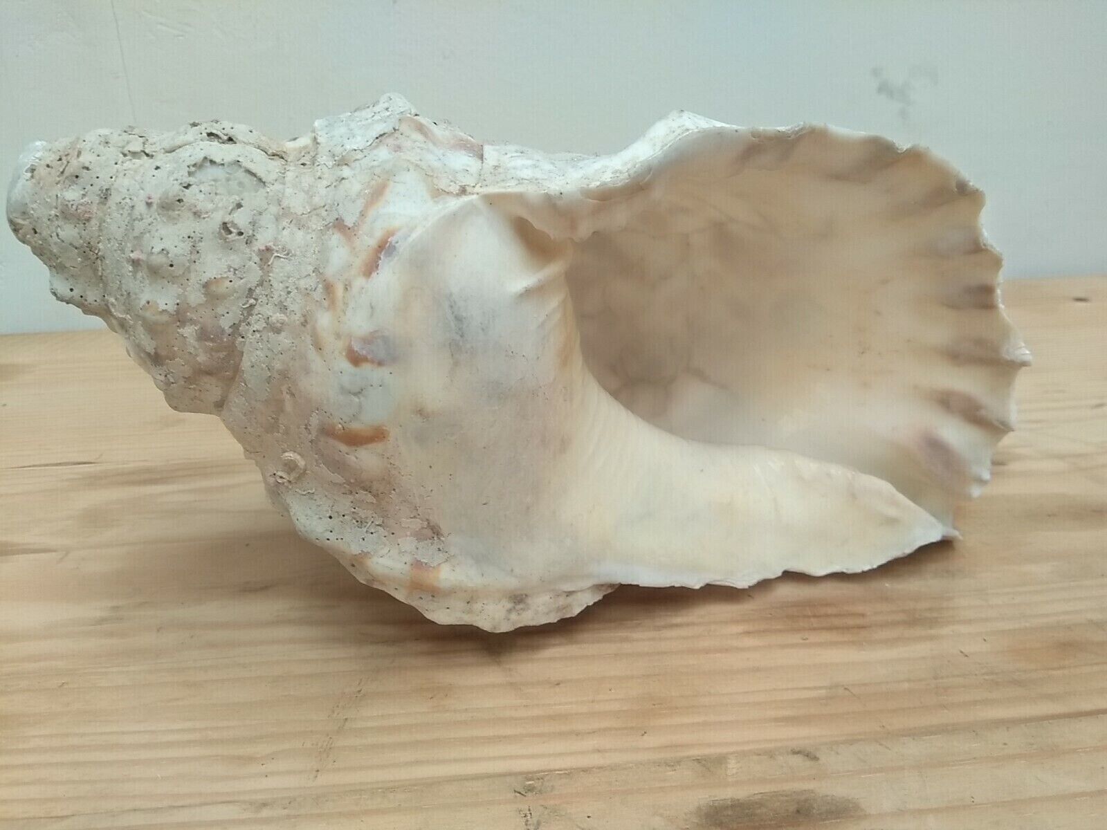 BIG Giant Sea urchin shell Conch gastropods 10.63\
